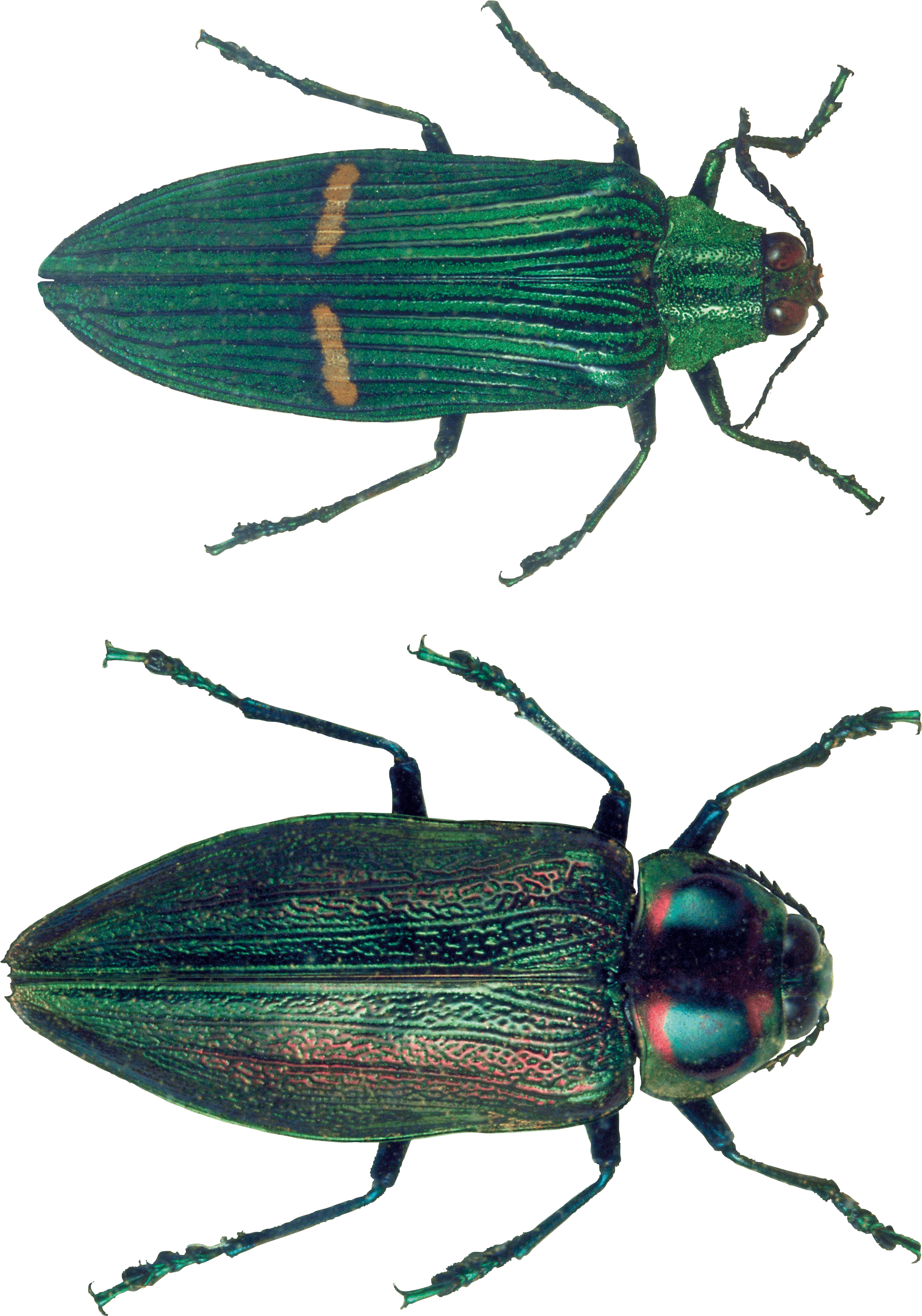 Bug Transparent PNG Image