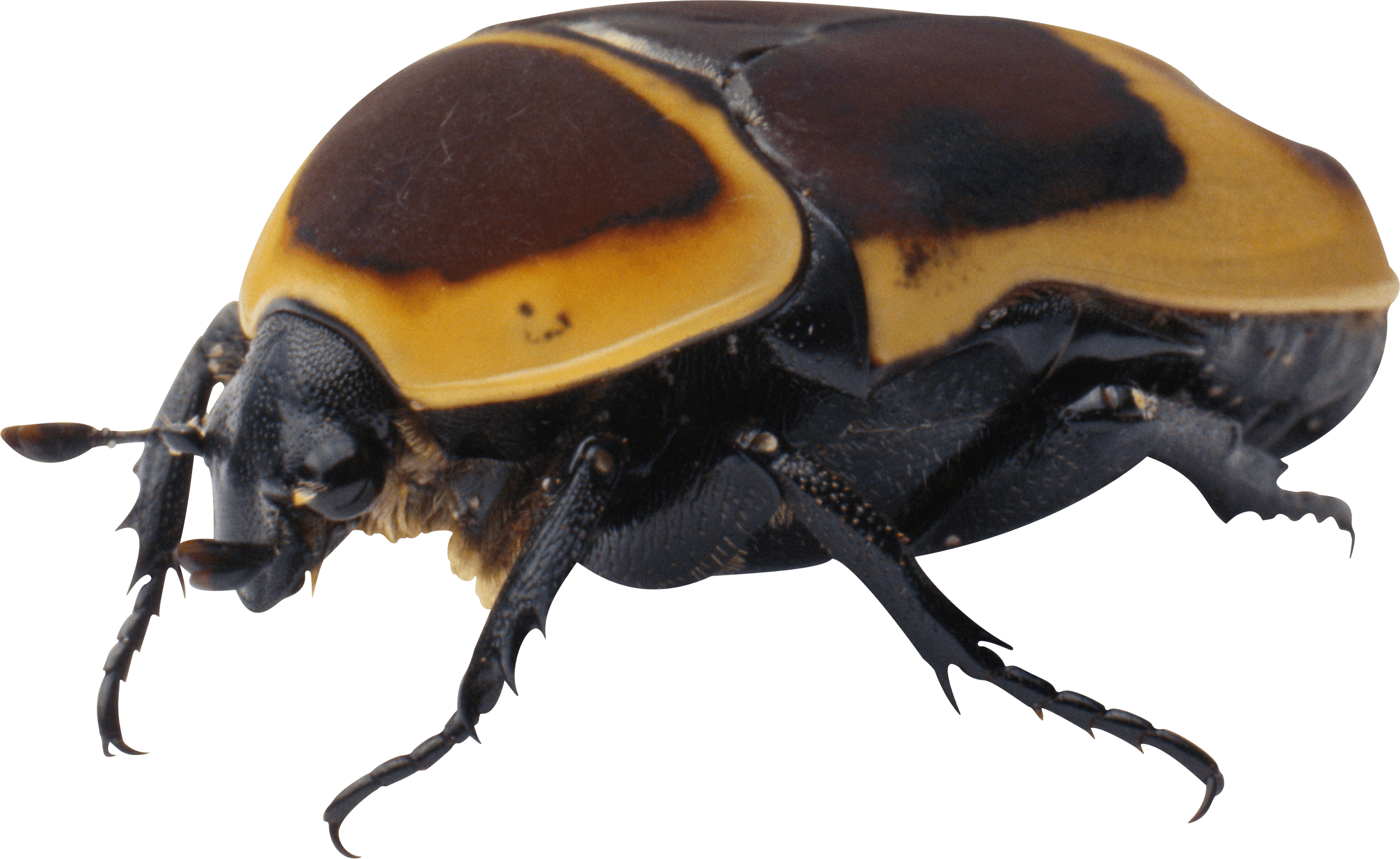 Bug Transparent PNG Image
