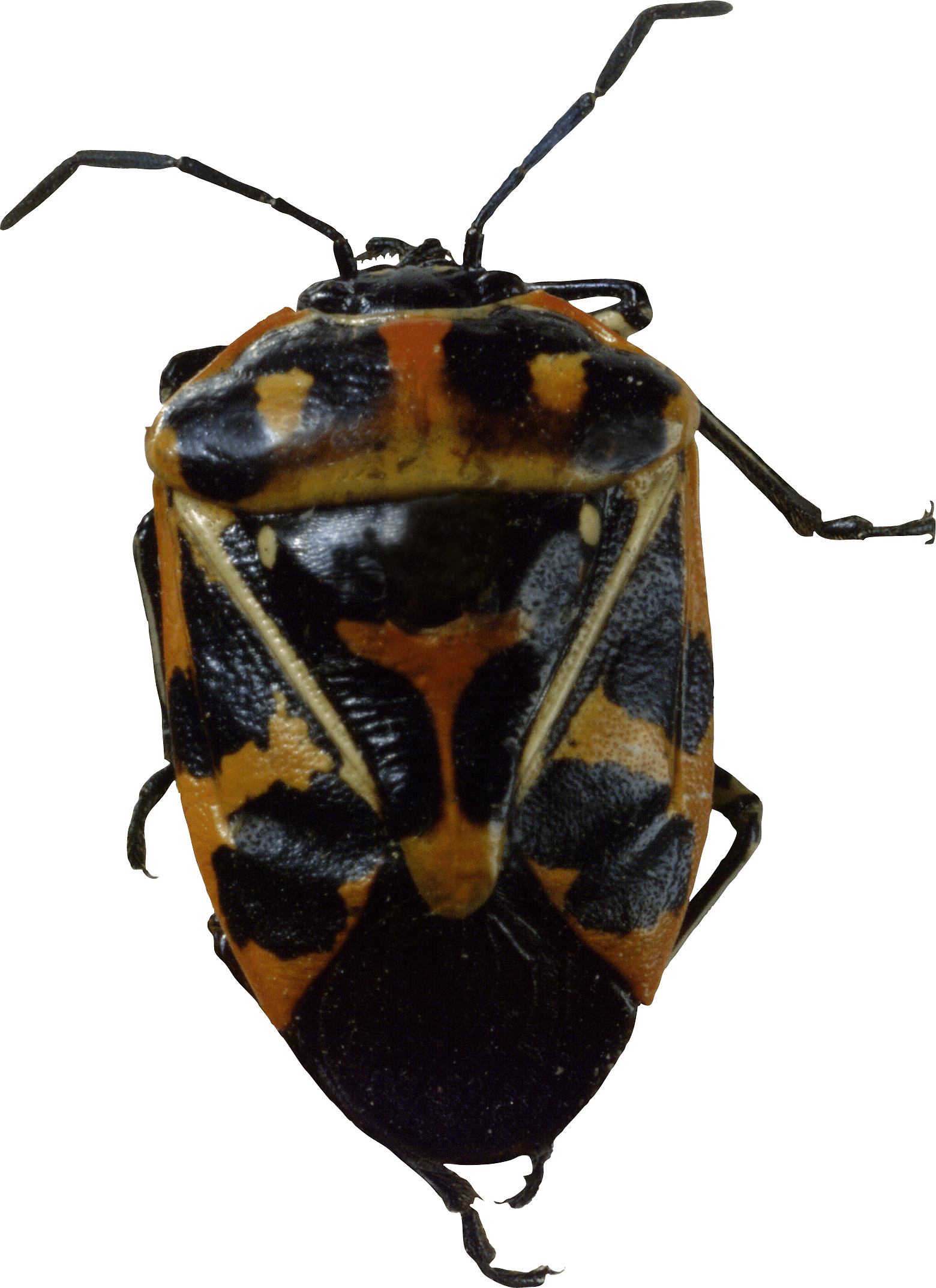 Bug Transparent PNG Image