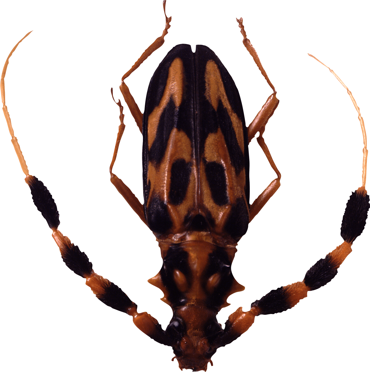 Bug Transparent PNG Image
