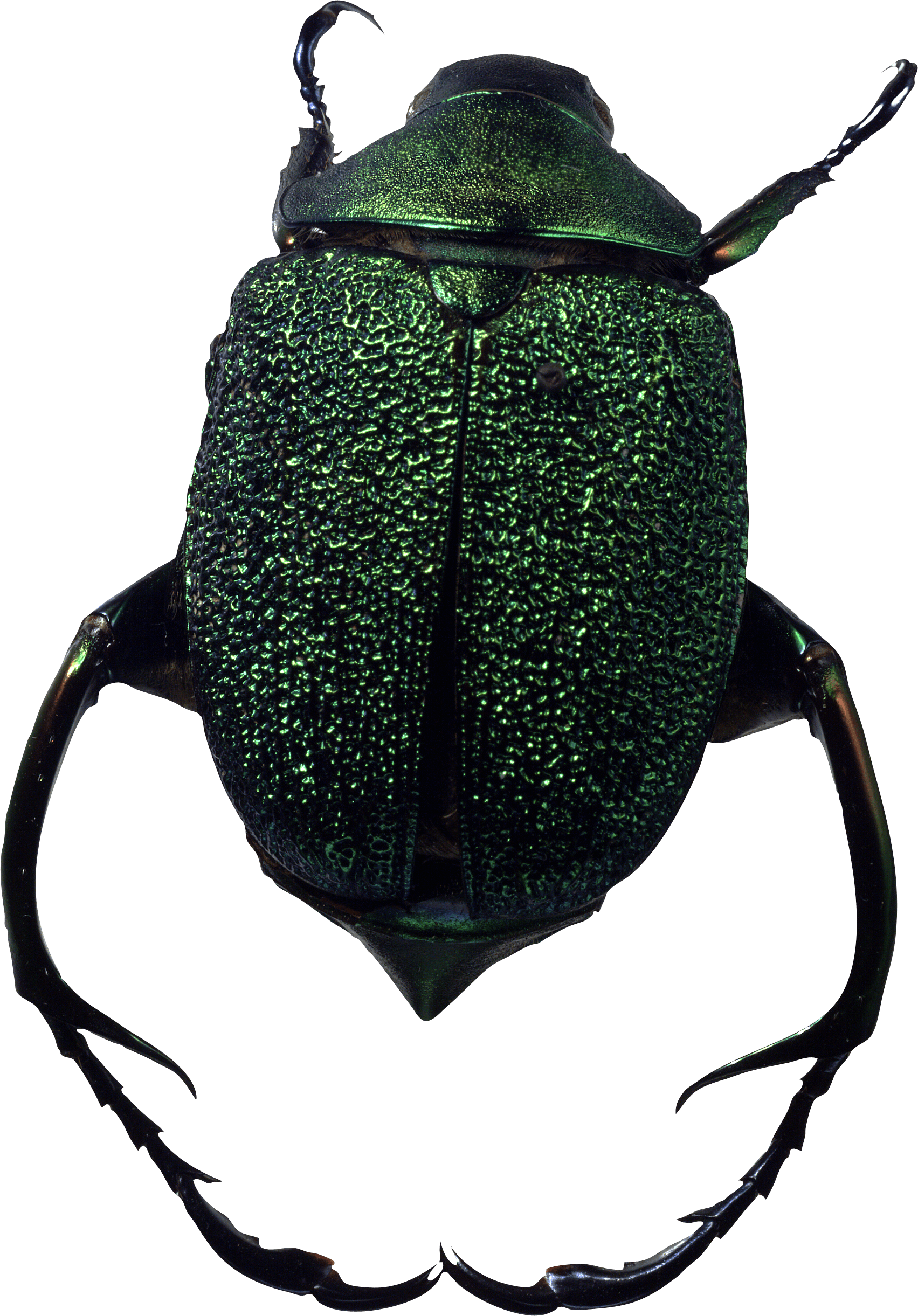 Bug Transparent PNG Image