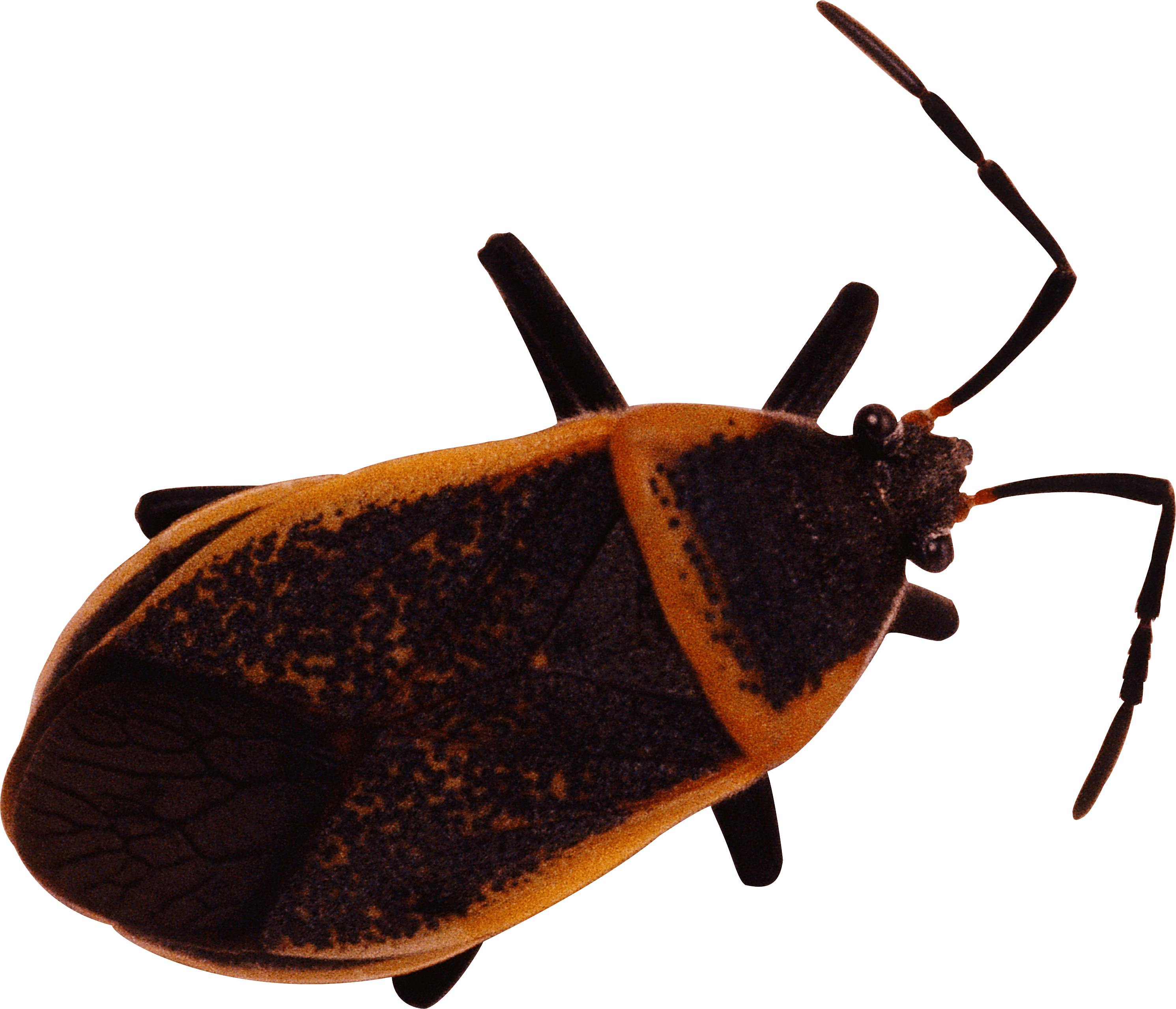 Bug Transparent PNG Image
