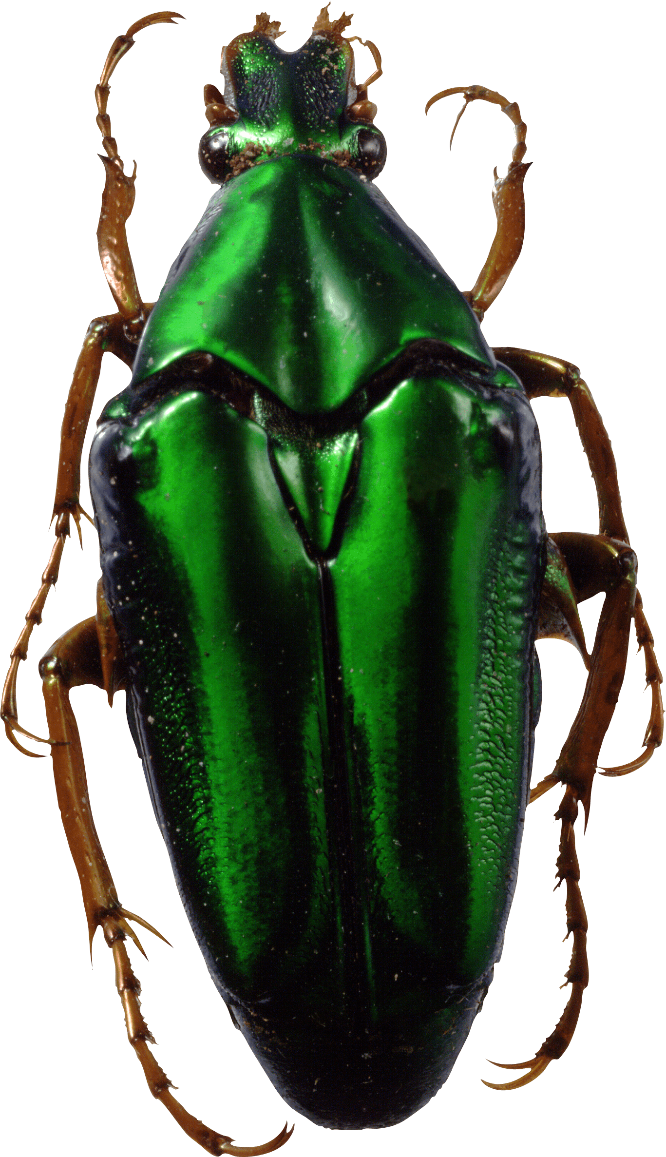 Green Bug Transparent PNG Image