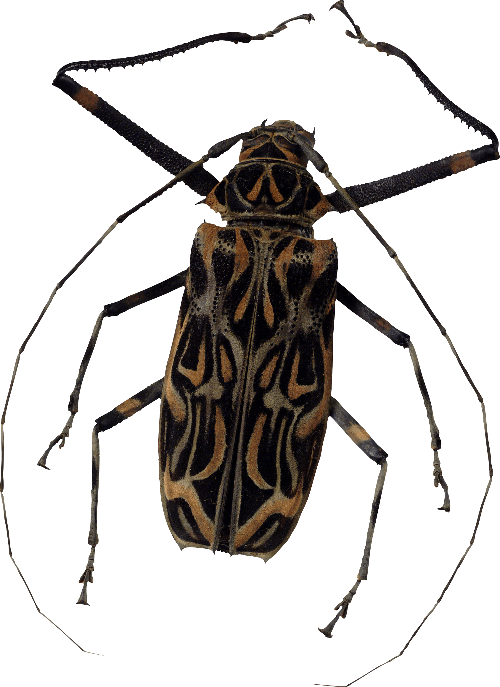 Bug Transparent PNG Image