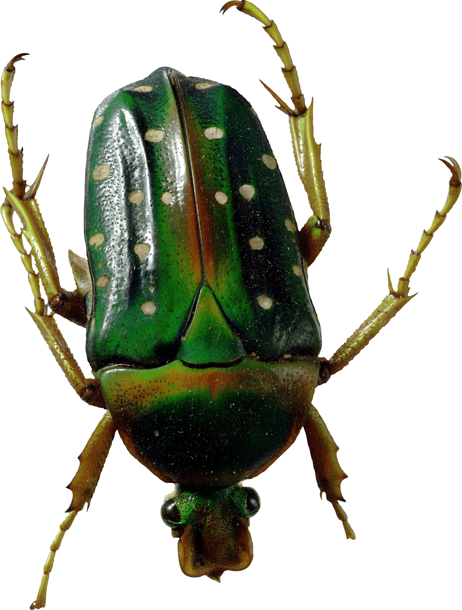 Bug Transparent PNG Image