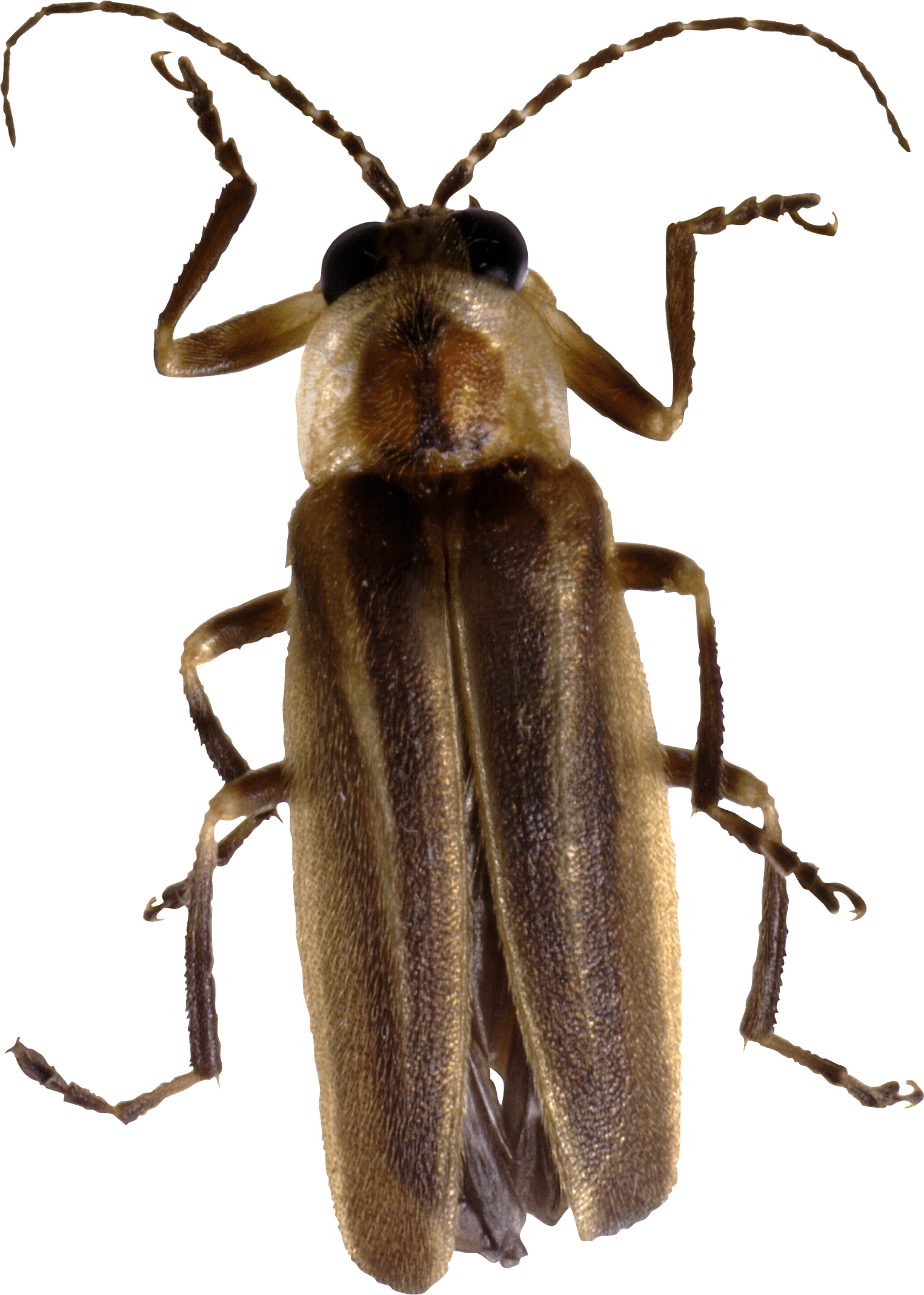 Bug Transparent PNG Image