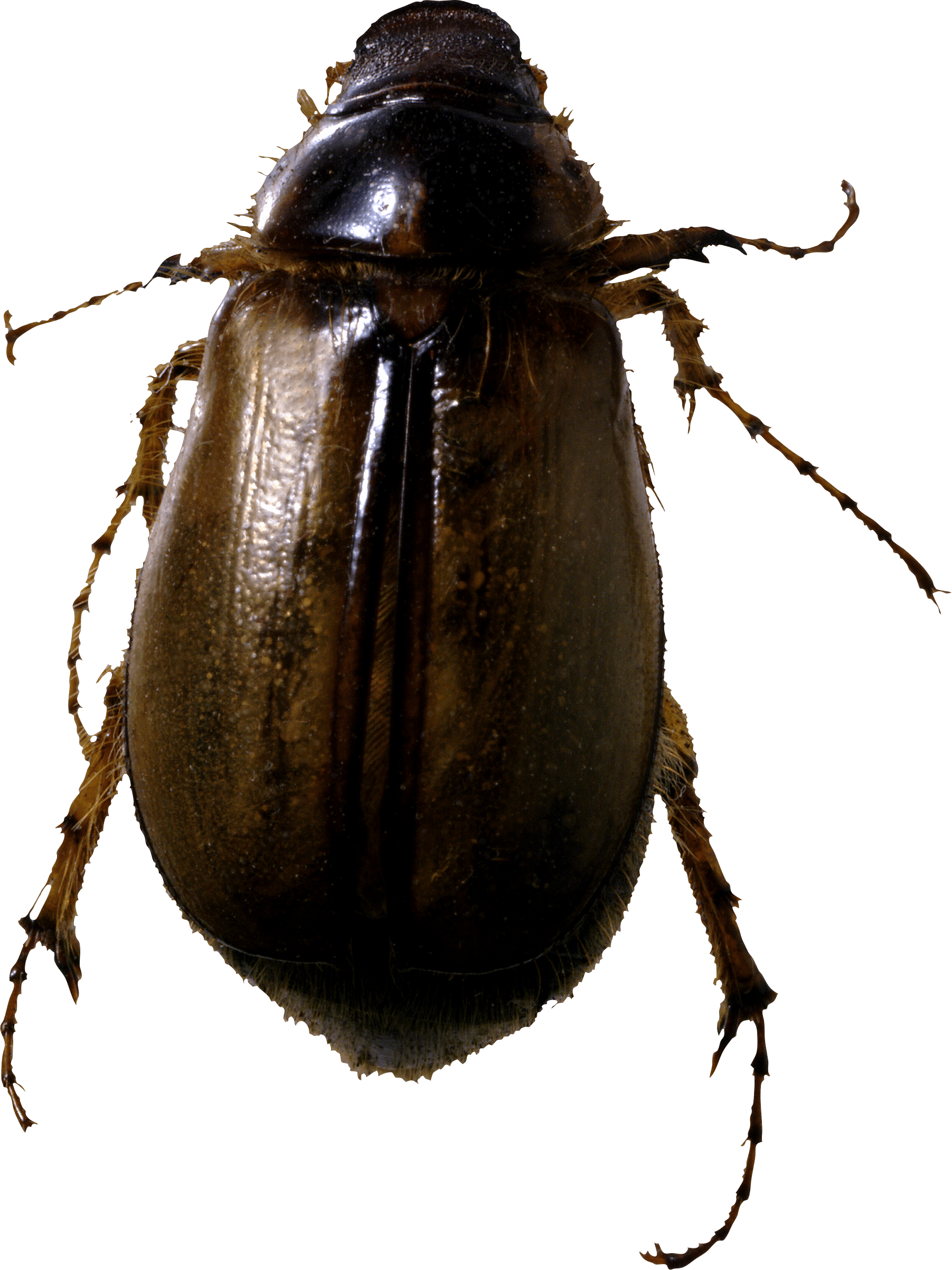 Roach Bug Transparent PNG Image