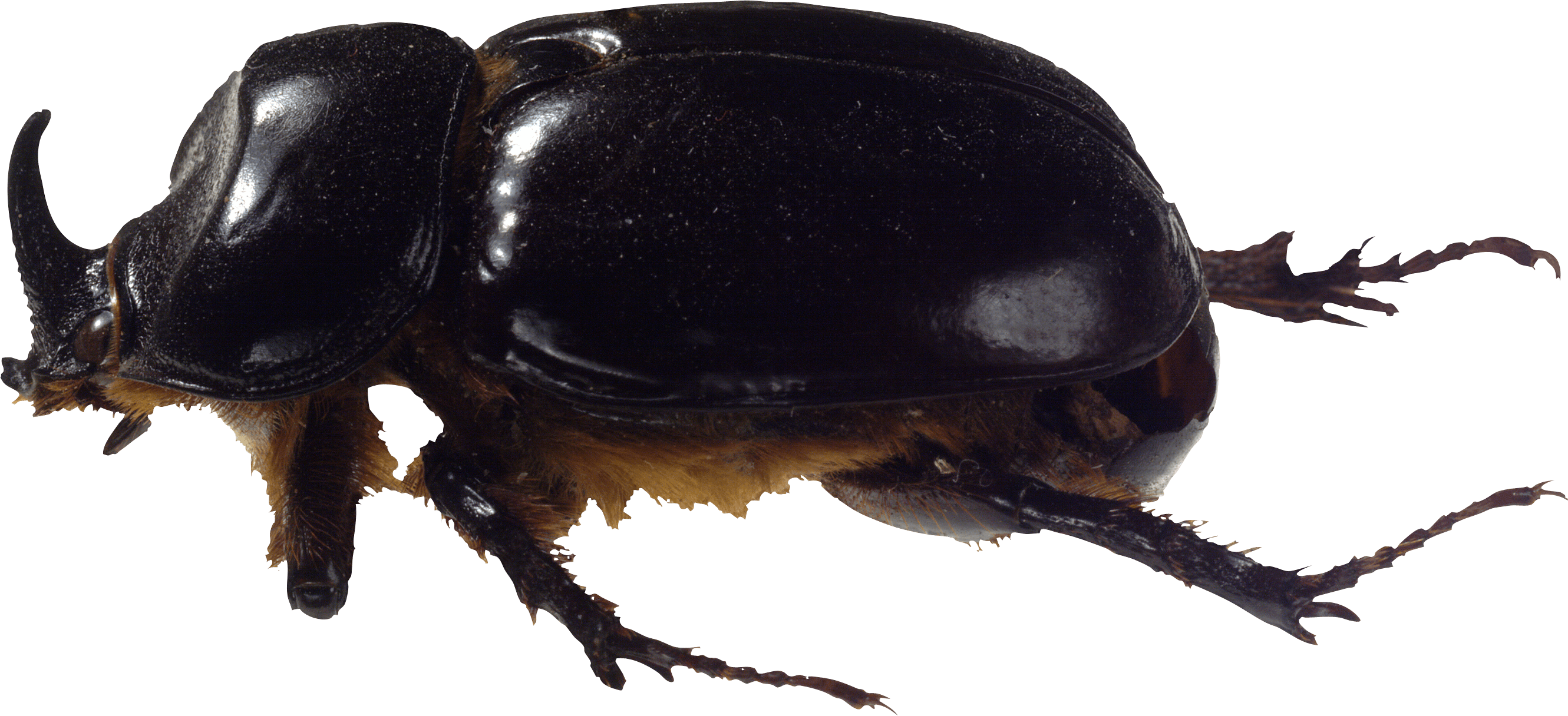 Bug Transparent PNG Image