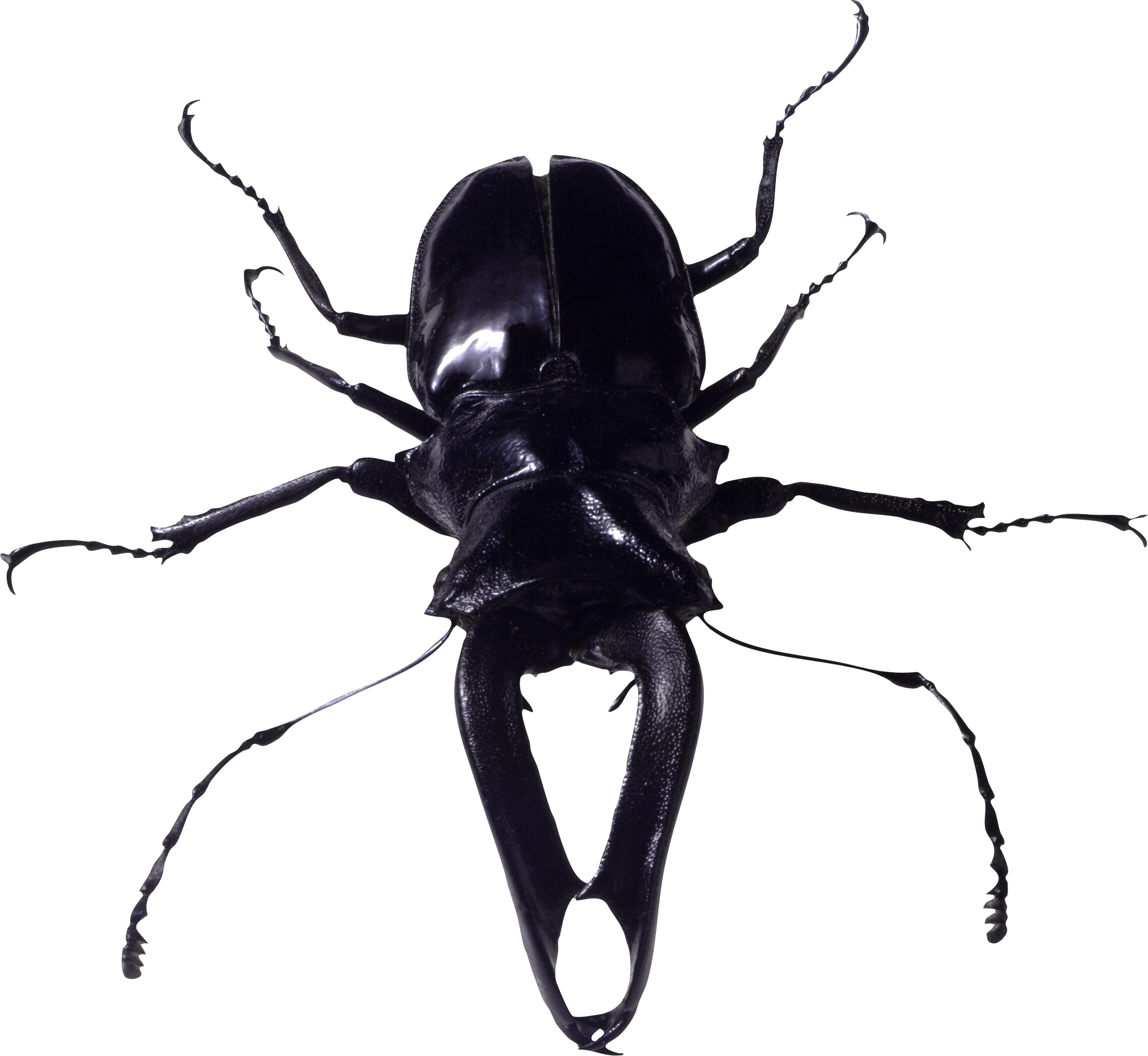 Bug Transparent PNG Image