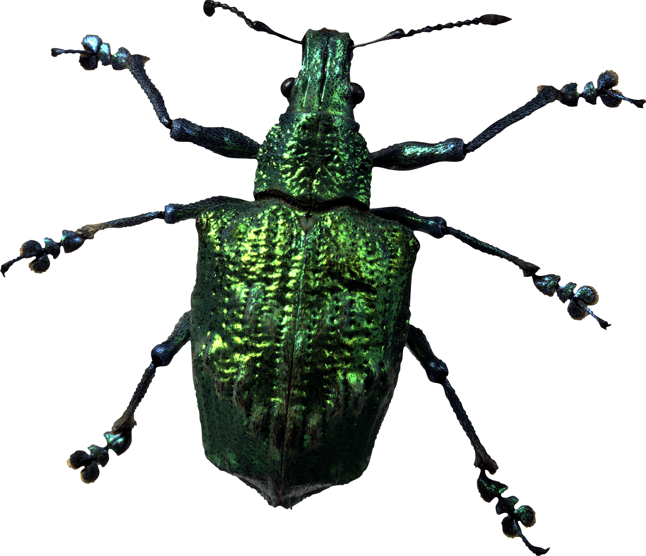 Insect Bug Transparent PNG Image