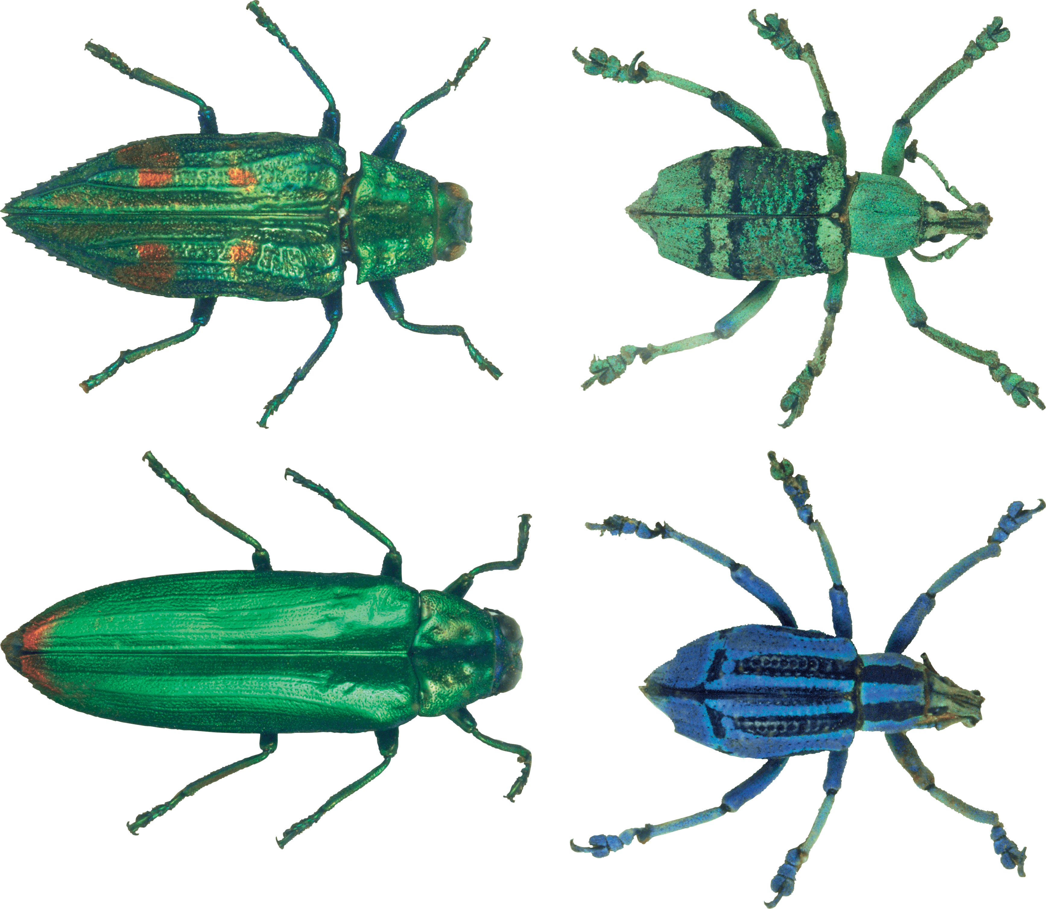 Bug Transparent PNG Image