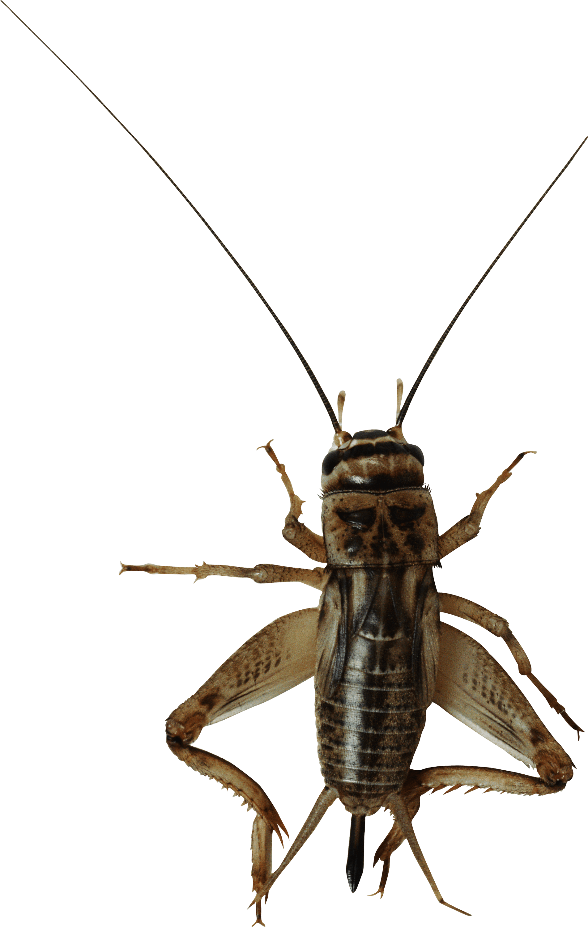 Insect Bug Transparent PNG Image