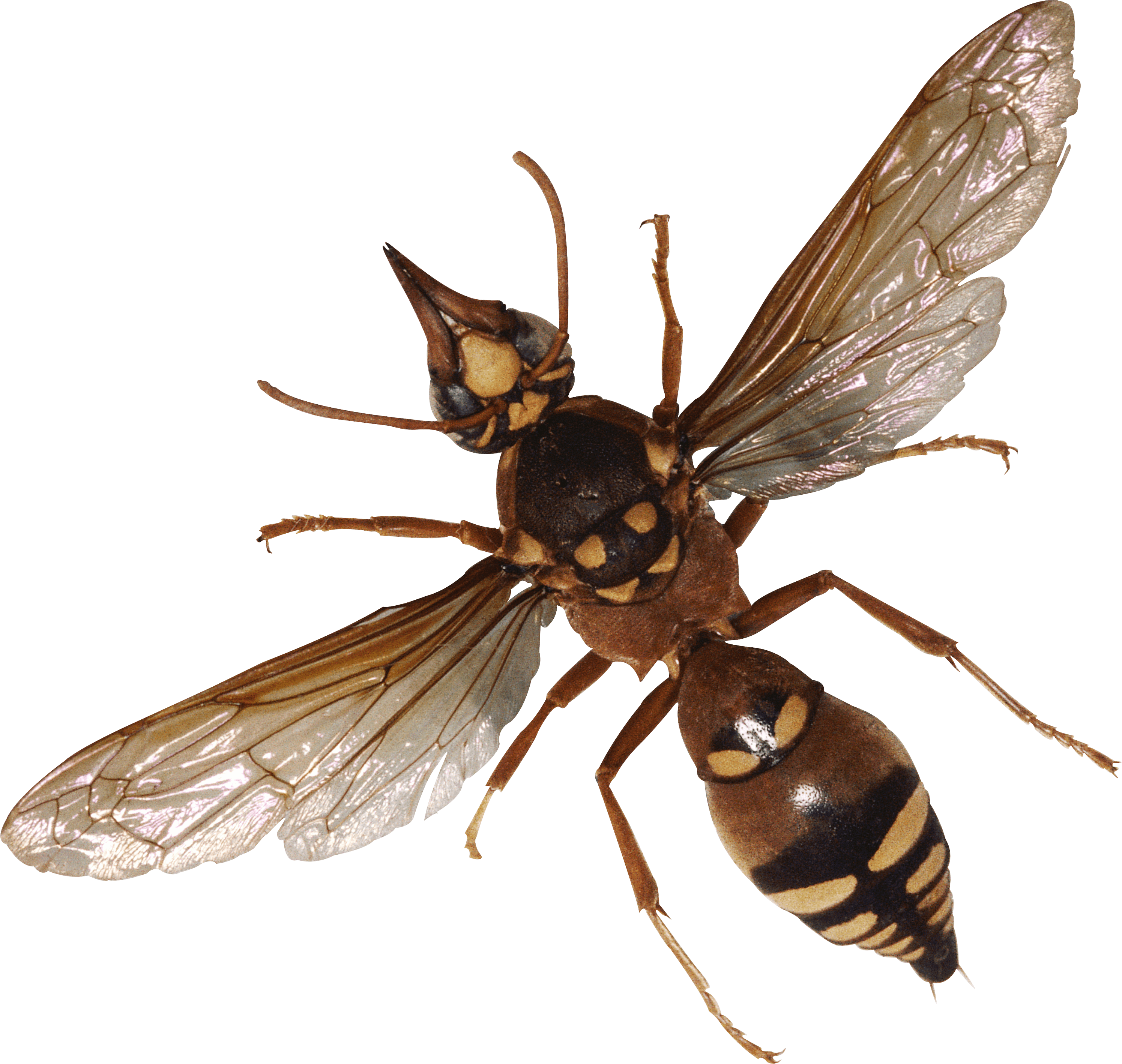 Bug Transparent PNG Image