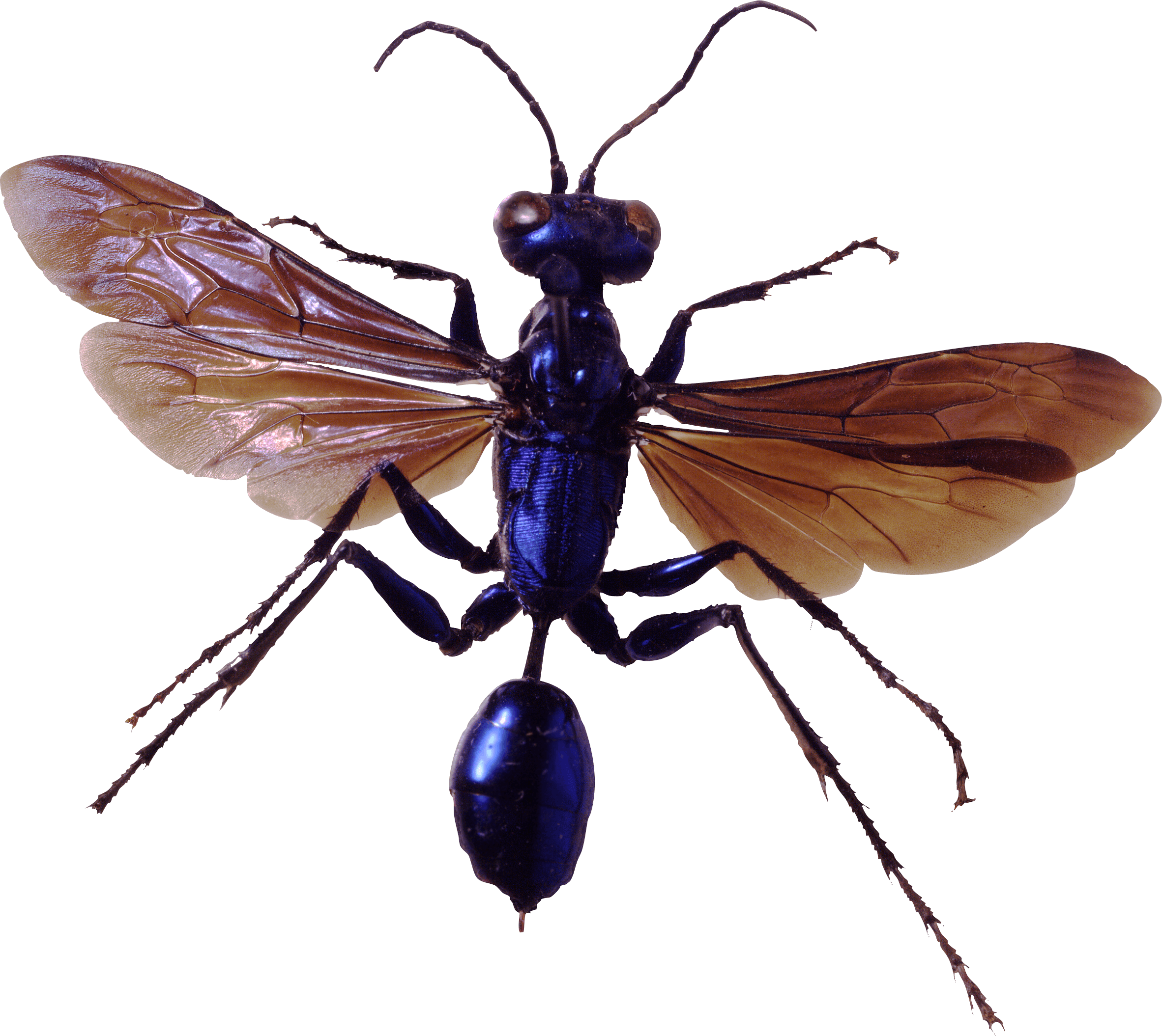 Bug Transparent PNG Image