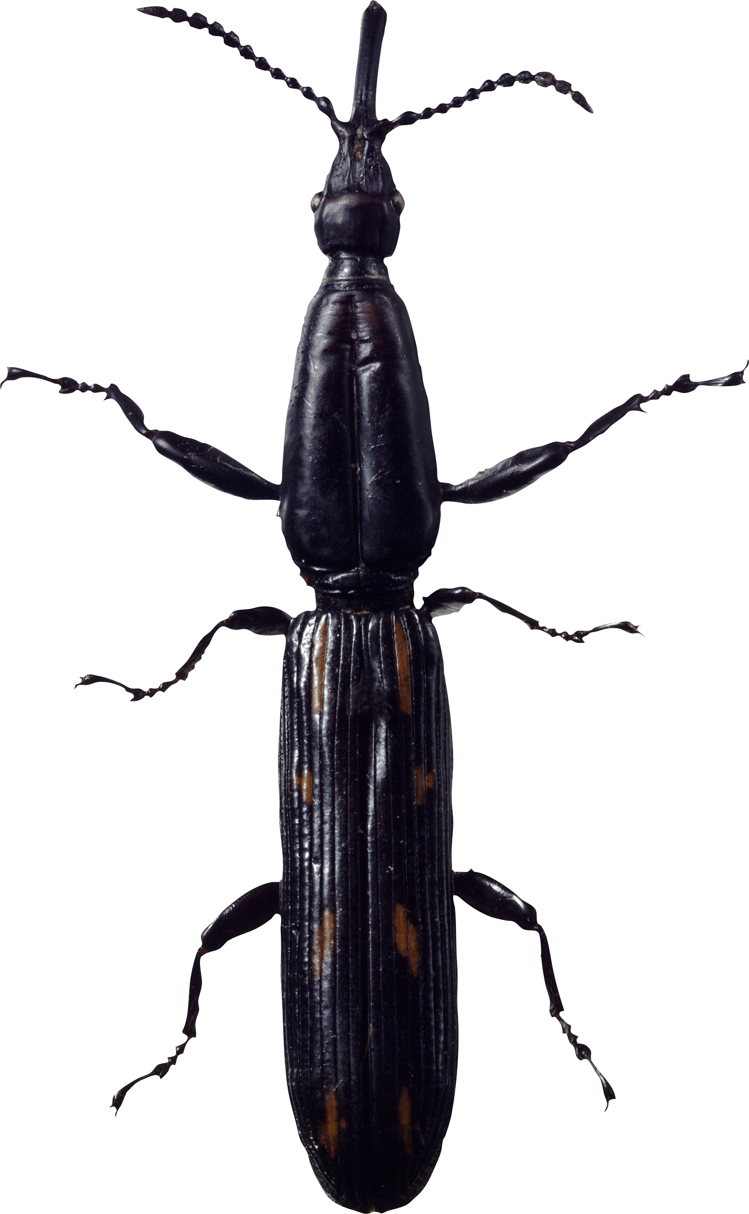 Bug Transparent PNG Image