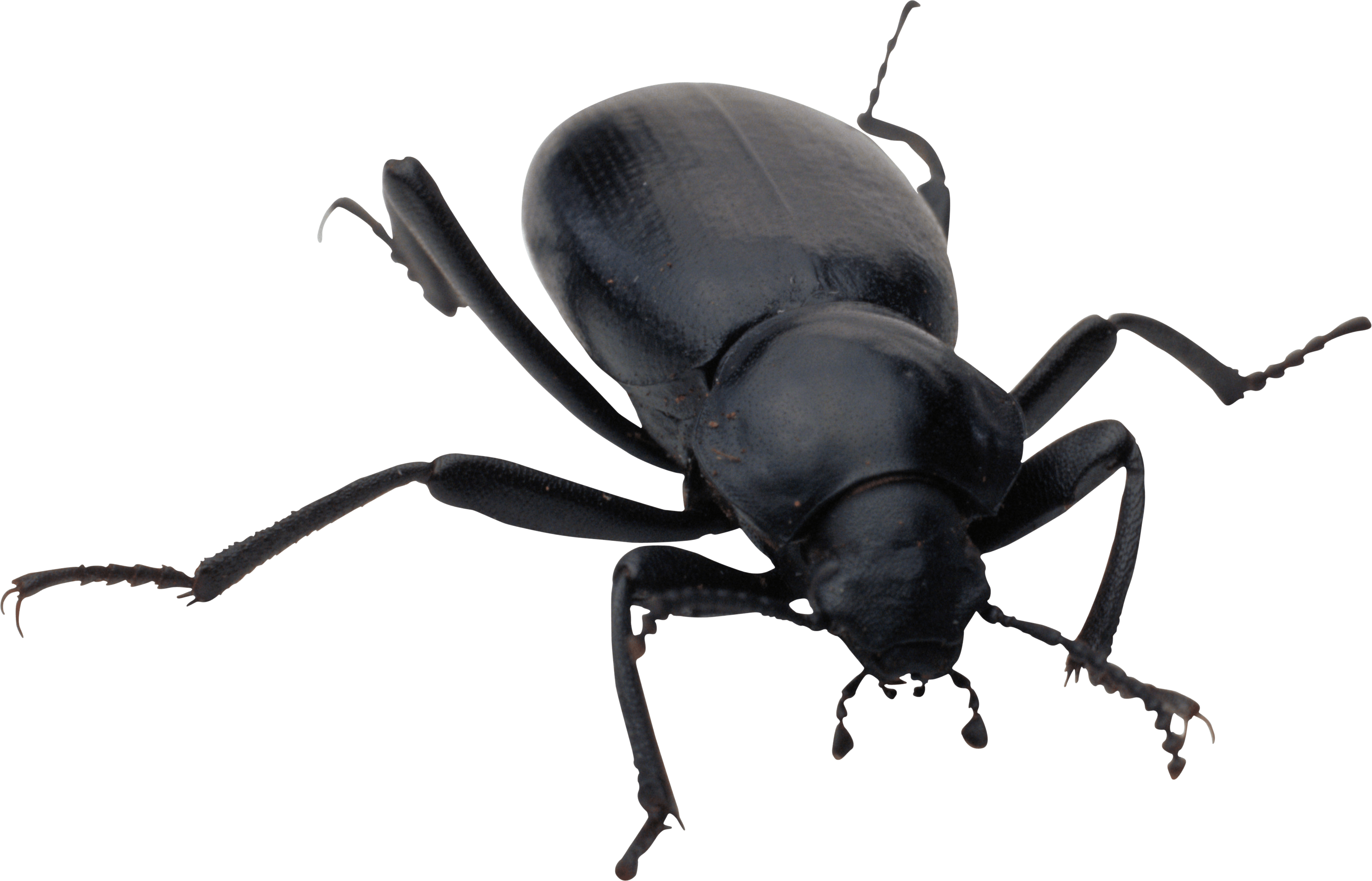 Bug Transparent PNG Image