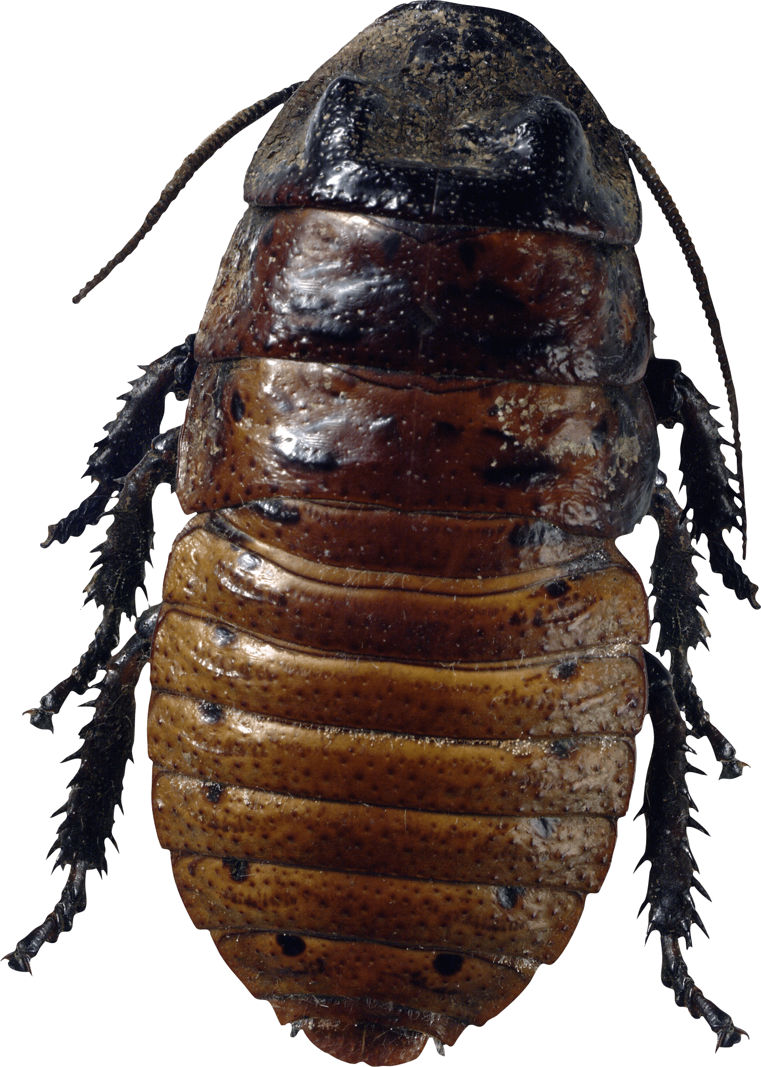 Roach Bug Transparent PNG Image