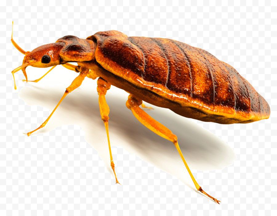 Bed Bug Transparent PNG Image