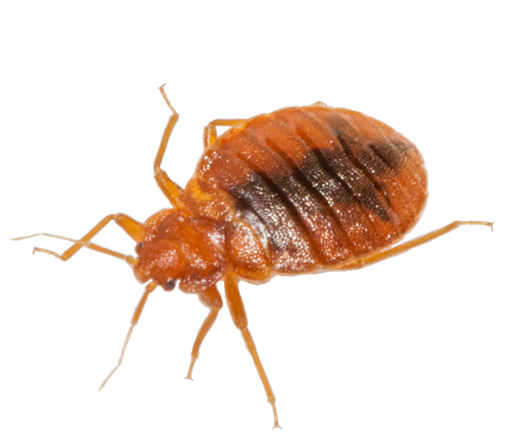 Bed Bug Transparent PNG Image