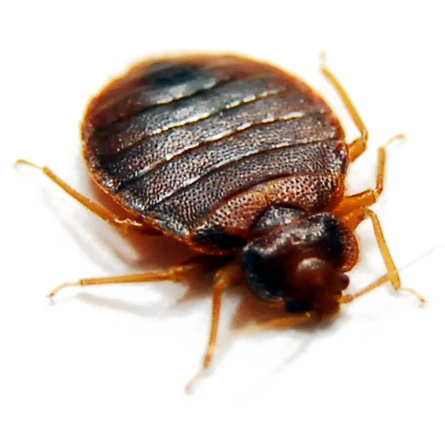 Bed Bug Transparent PNG Image