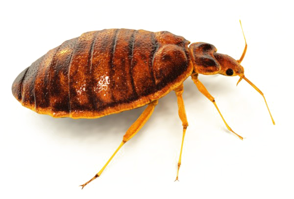 Bed Bug Transparent PNG Image