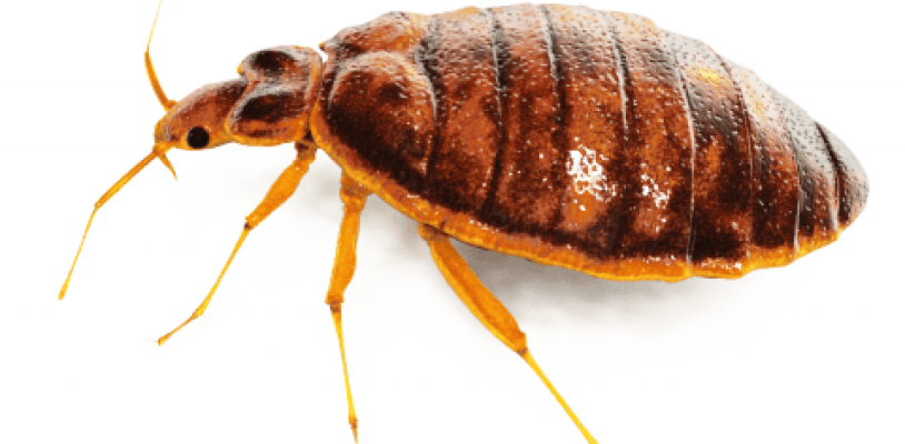 Bed Bug Transparent PNG Image