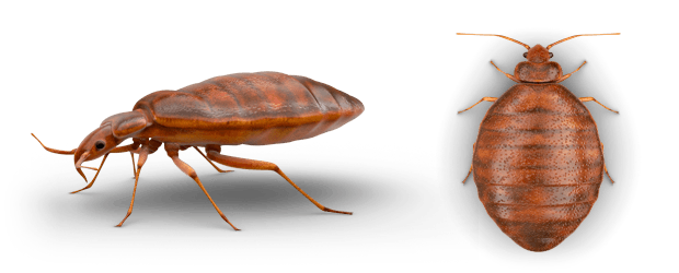 Bed Bug Transparent PNG Image