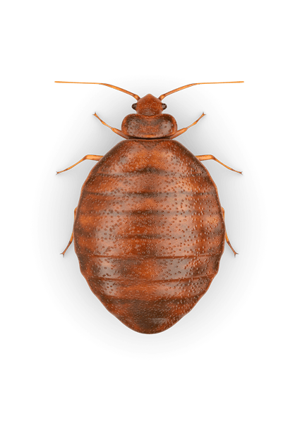 Bed Bug Transparent PNG Image