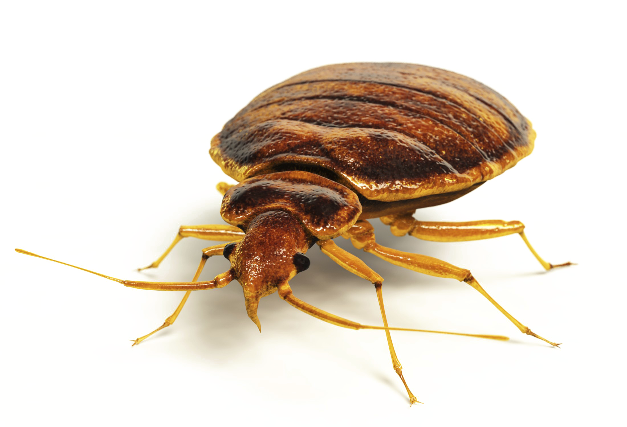Bed Bug Transparent PNG Image