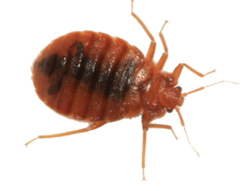 Bed Bug Transparent PNG Image