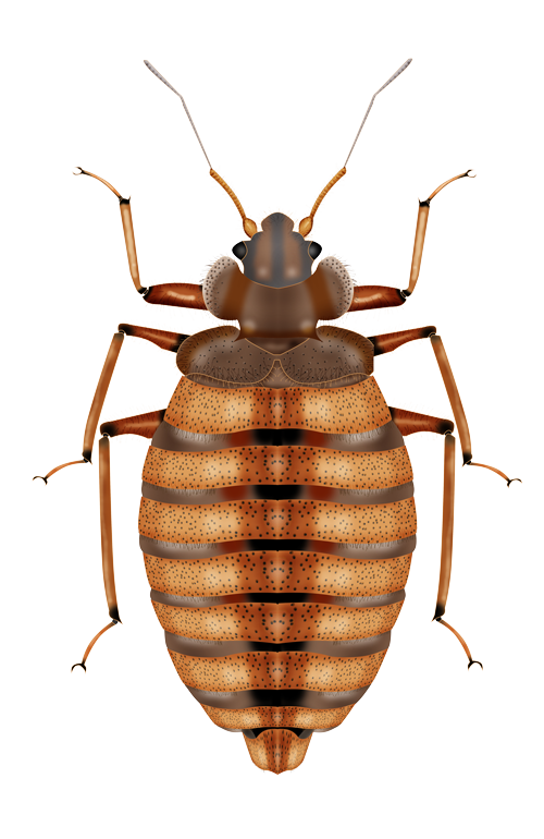Bed Bug Transparent PNG Image