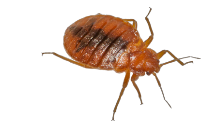 Bed Bug Transparent PNG Image