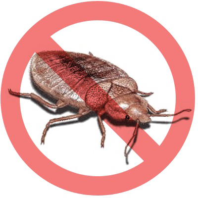 Bed Bug Transparent PNG Image