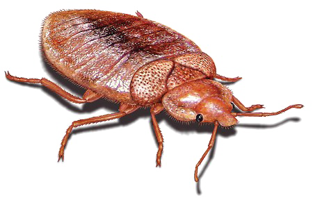 Bed Bug Transparent PNG Image