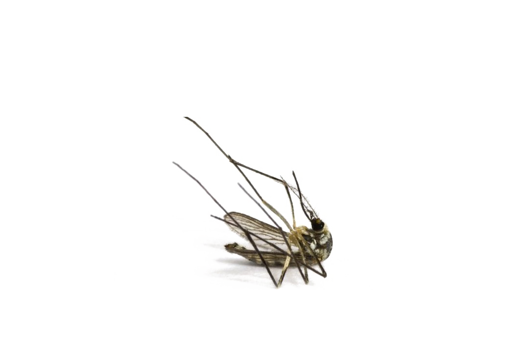 Mosquito Transparent PNG Image