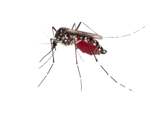 Mosquito Transparent PNG Image