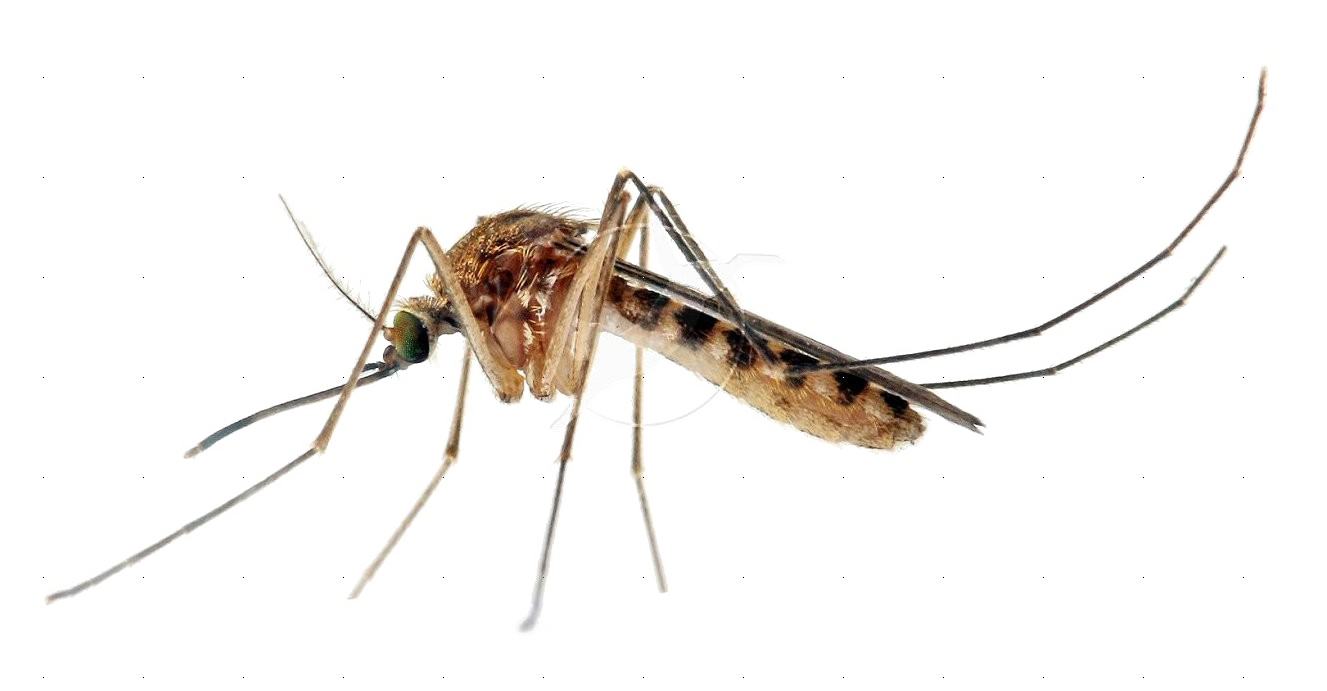 Mosquito Transparent PNG Image