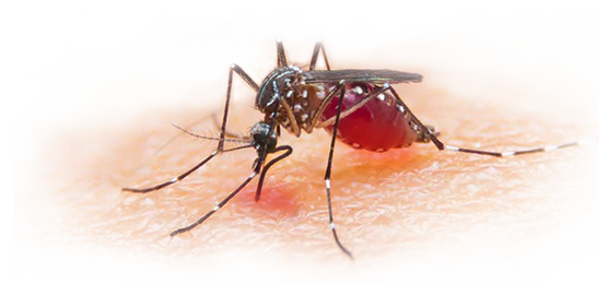 Mosquito Transparent PNG Image