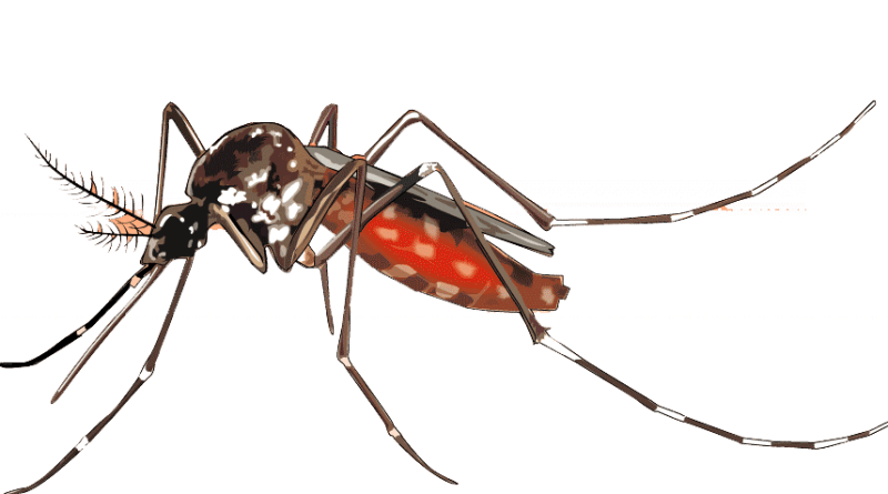 Mosquito Transparent PNG Image