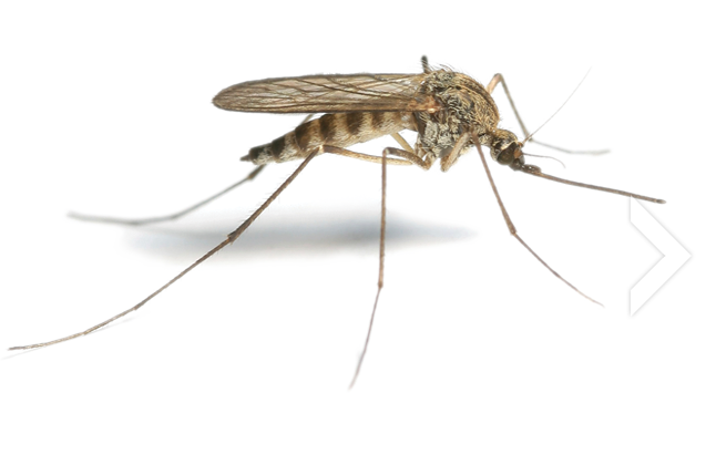 Mosquito Transparent PNG Image