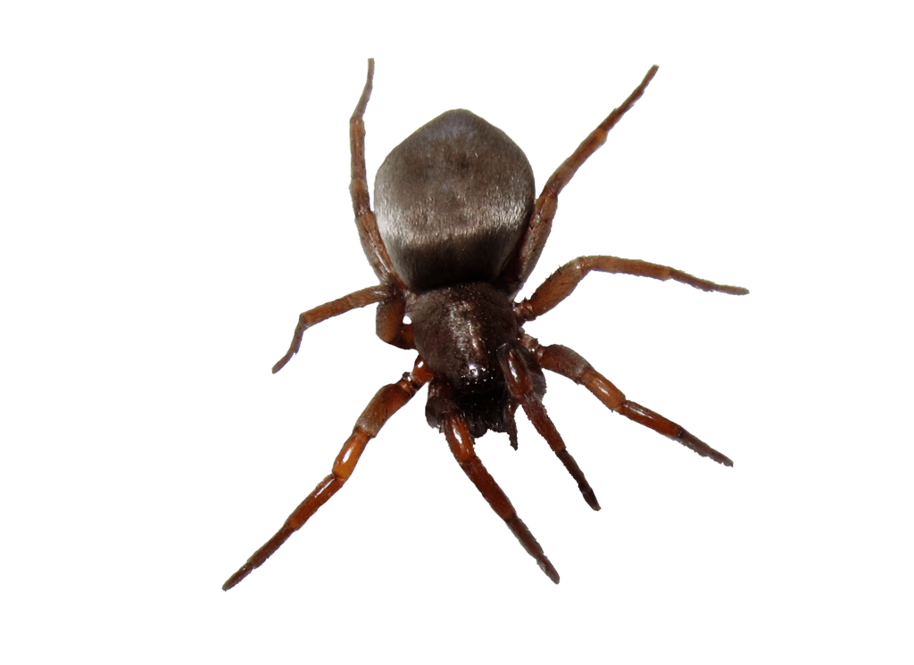 Bug Transparent PNG Image