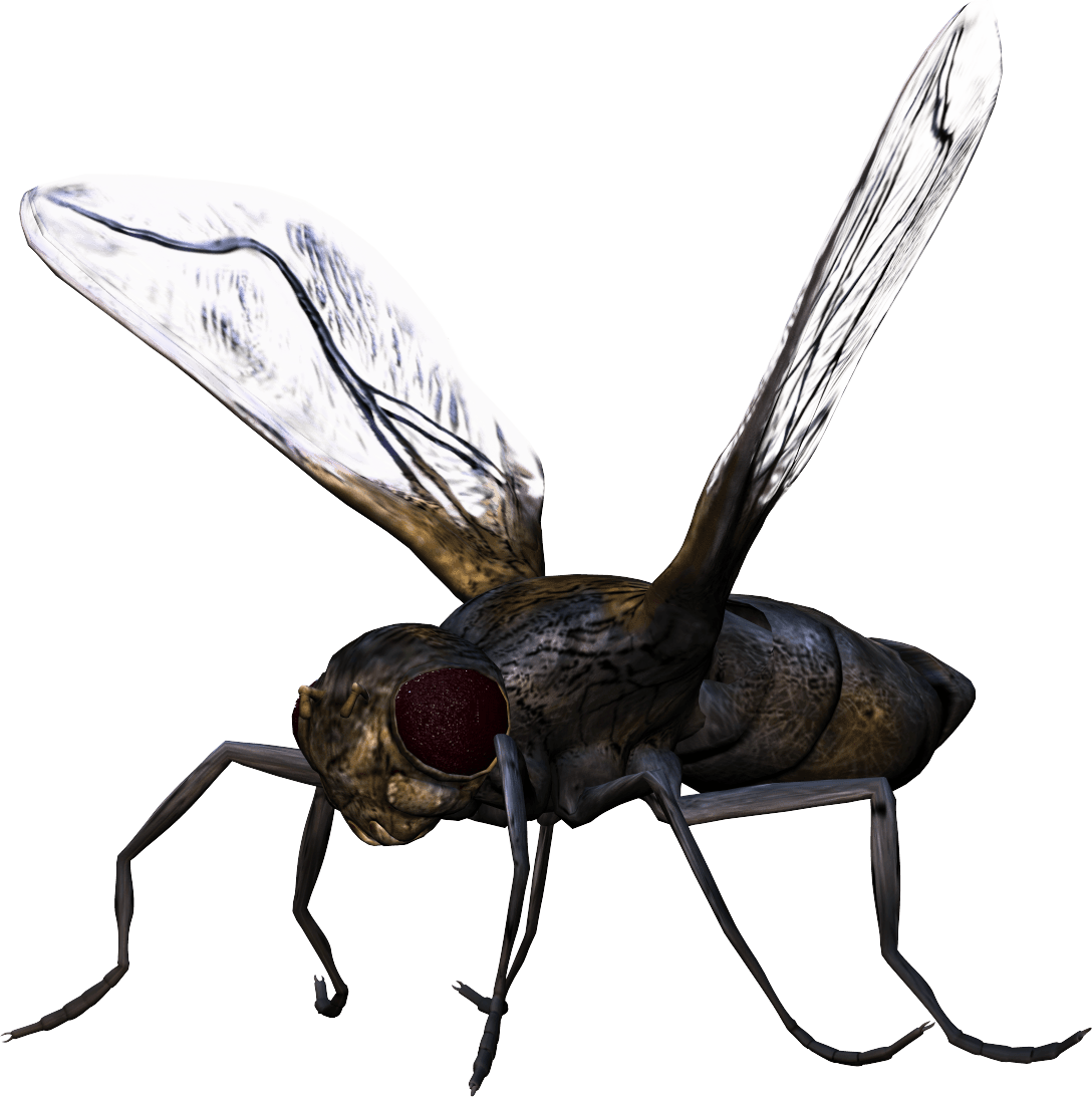 Bug Transparent PNG Image