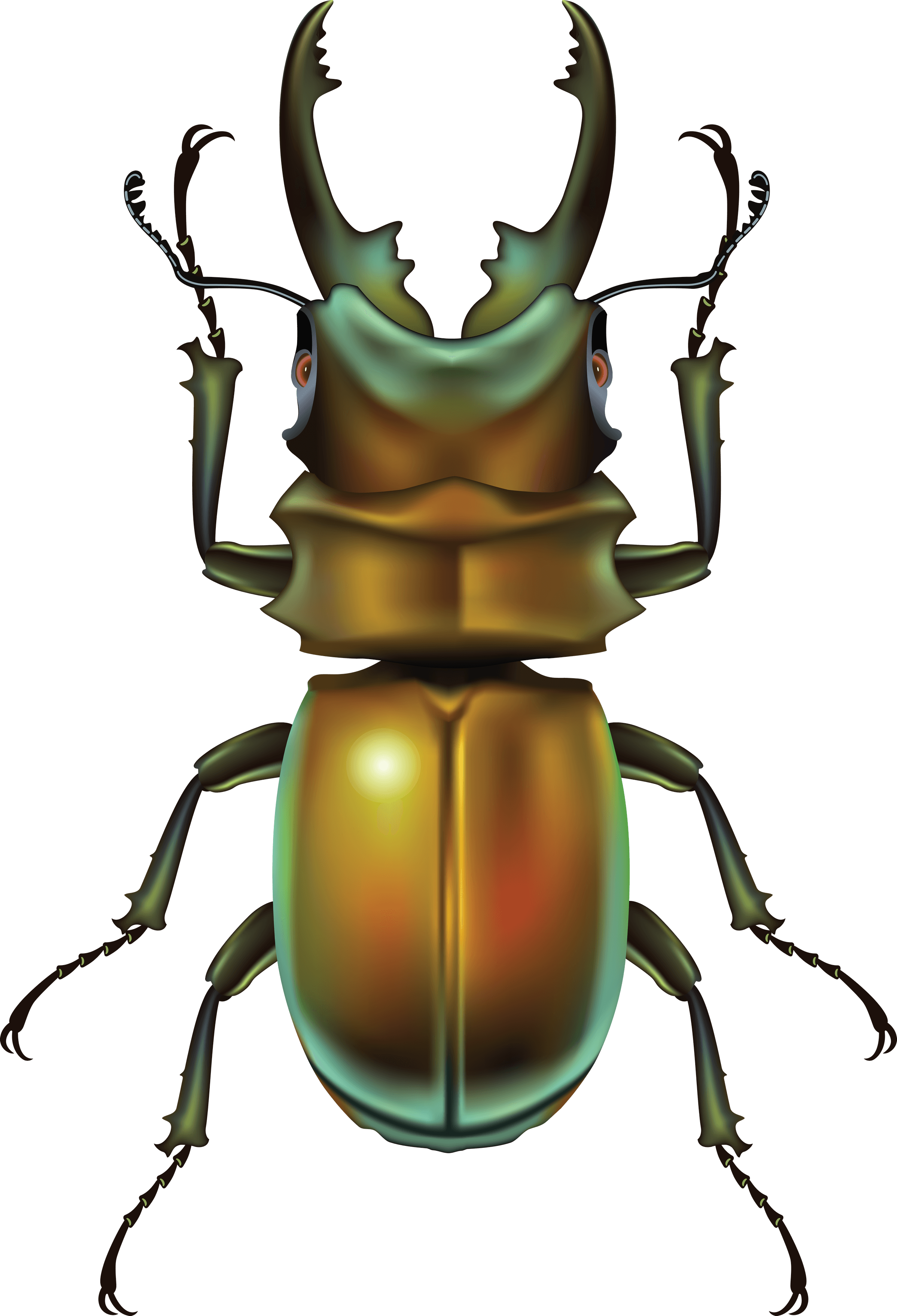 Bug Transparent PNG Image