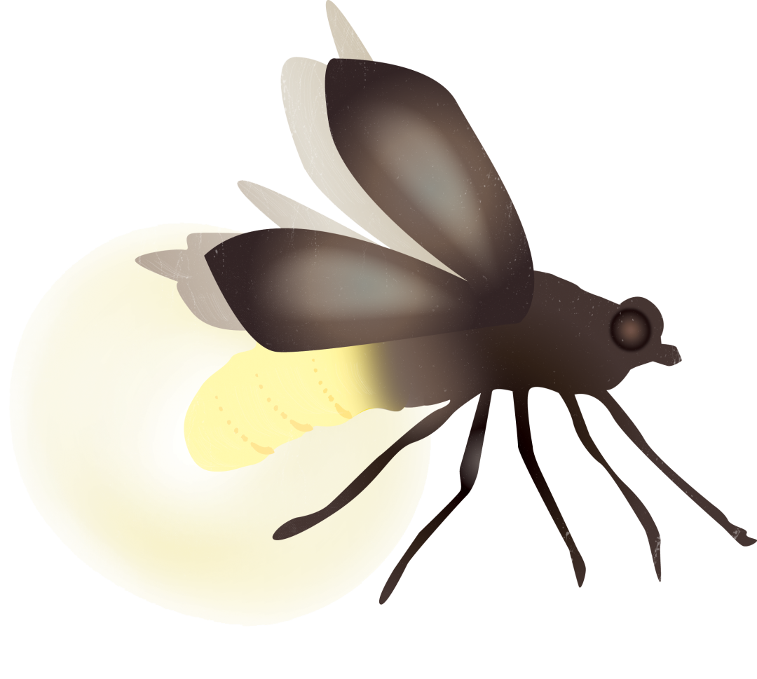 Firefly Bug Lightning Transparent PNG Image