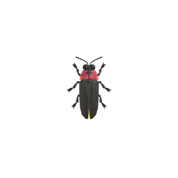Real Bug Lightning Transparent PNG Image