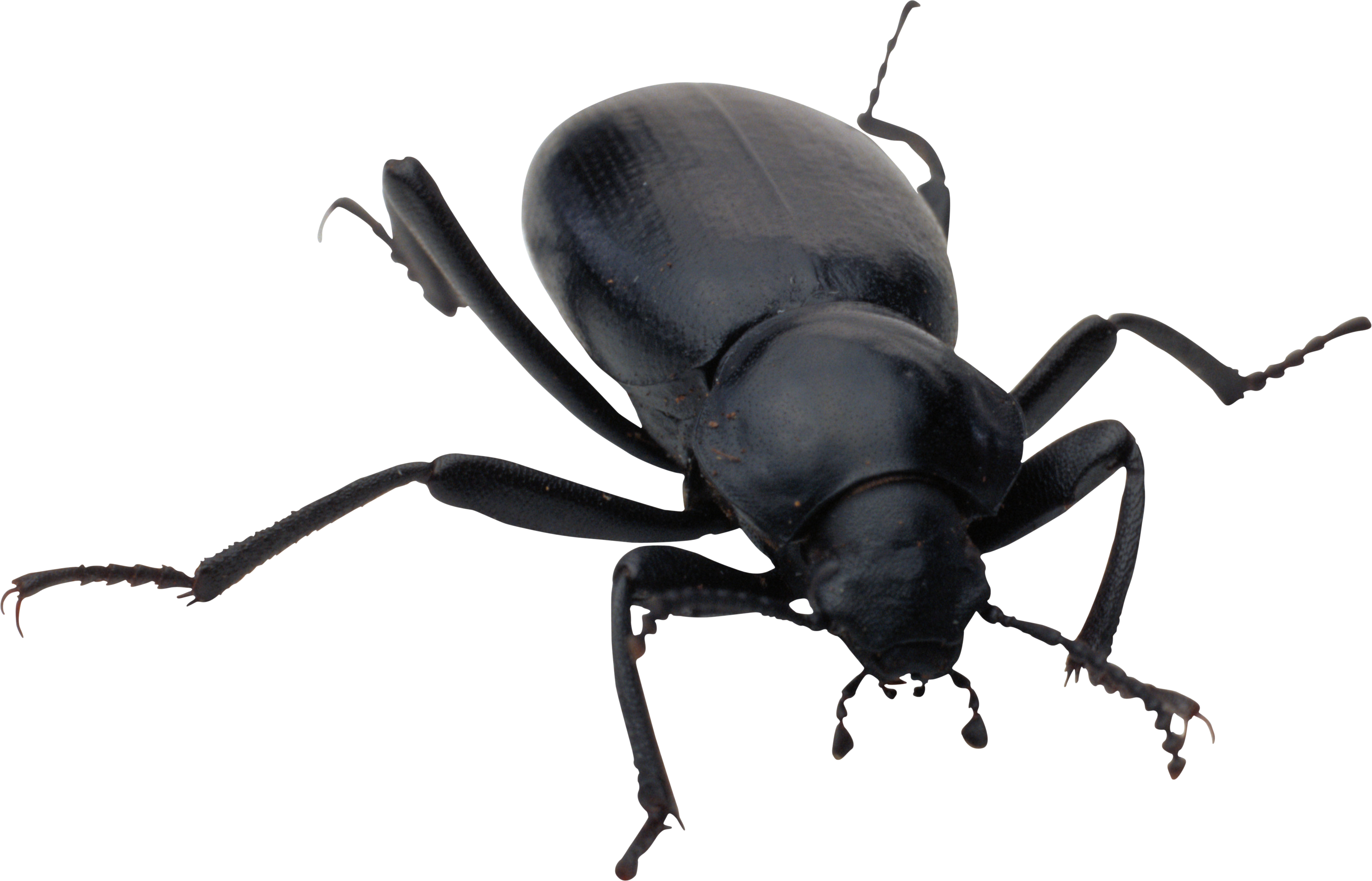Bugs Transparent PNG Image