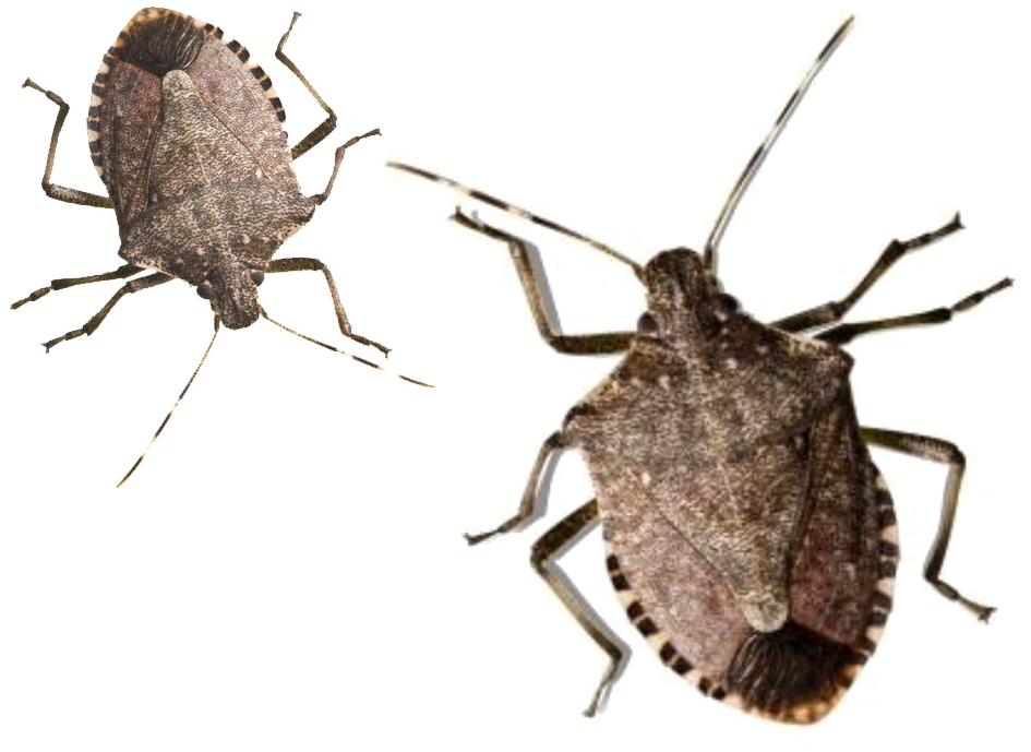 Bugs Transparent PNG Image