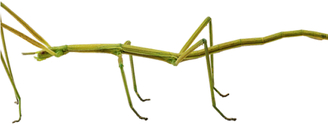 Bugs Transparent PNG Image