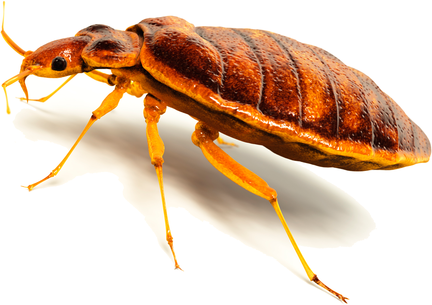 Bugs Transparent PNG Image