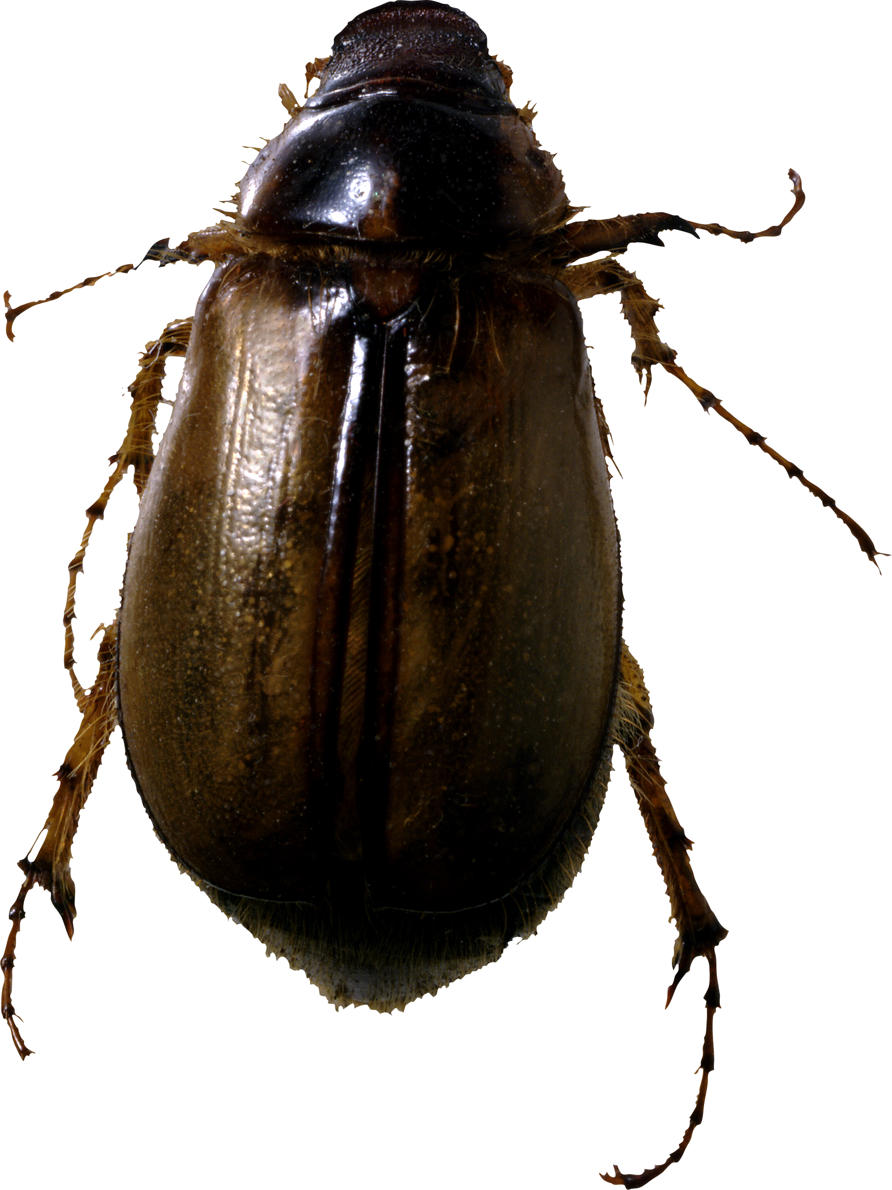 Bugs Transparent PNG Image